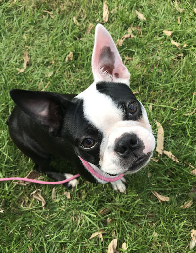 High angle view of dog on field
