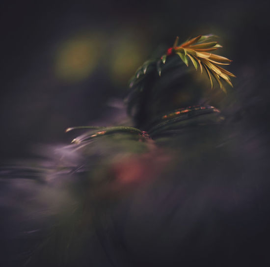 Close-up of blurred motion of pine tree
