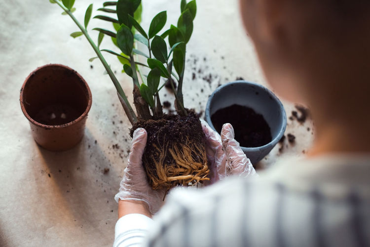 Replanting a zamiokulkas flower, woman's hands holding homeplant