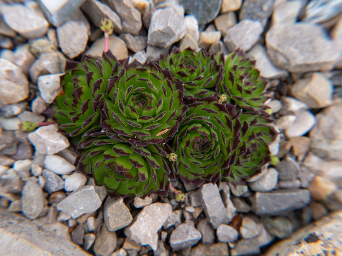High angle view of succulent plant on rocks