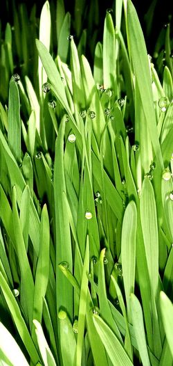 Close view of growing wheat grass