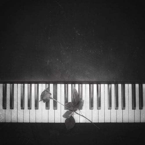 High angle view of rose on piano