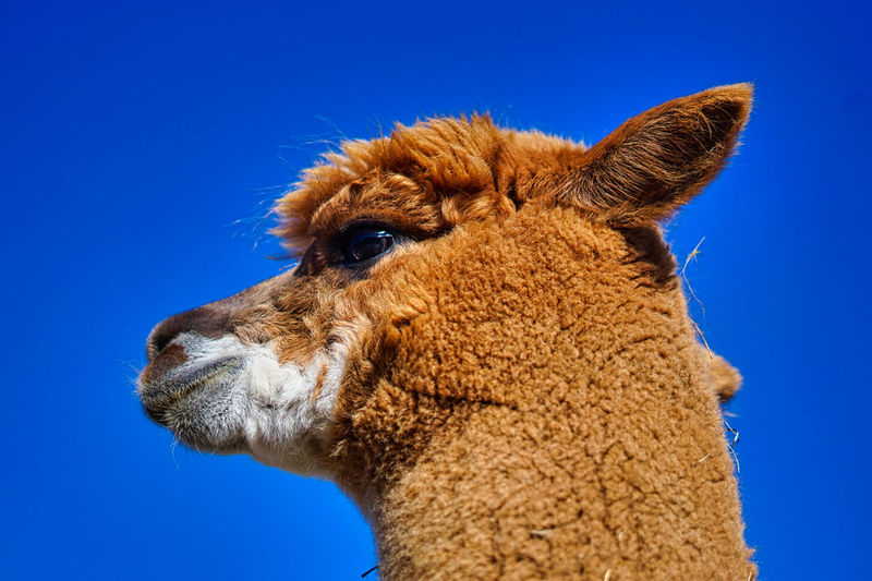 Close-up of an alpaca against blue sky
