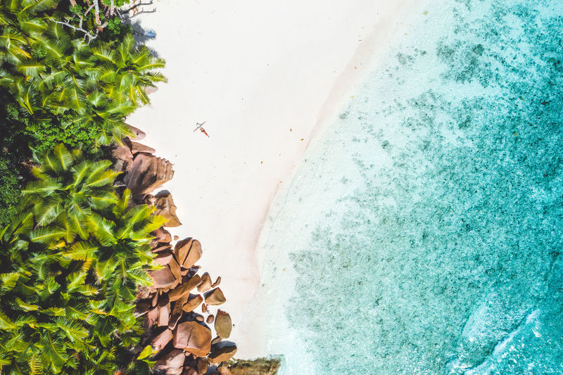 Aerial view of palm trees at beach