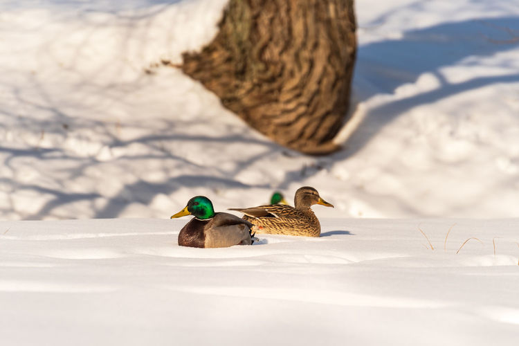 Mallard duck on snow covered land