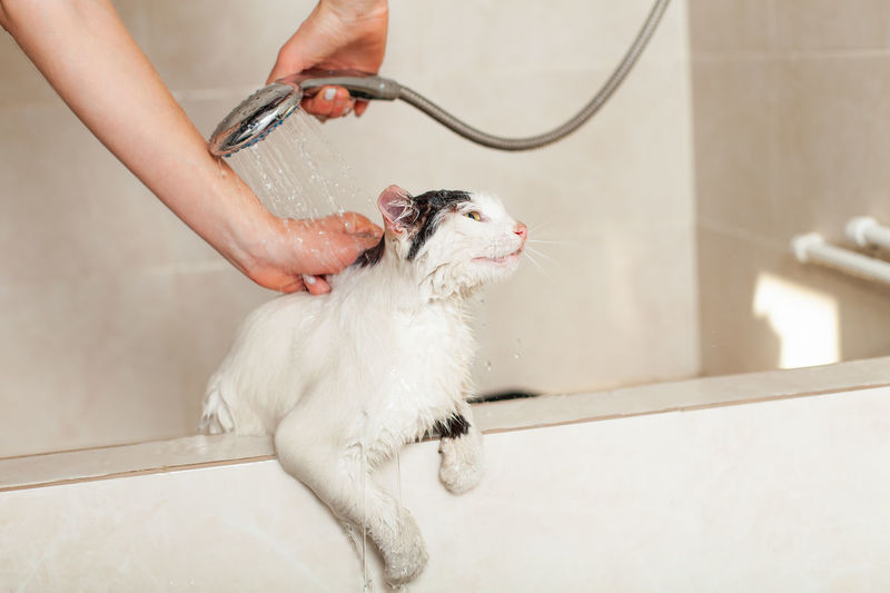 Bath or shower to a persian breed cat. funny cat in the bathroom.