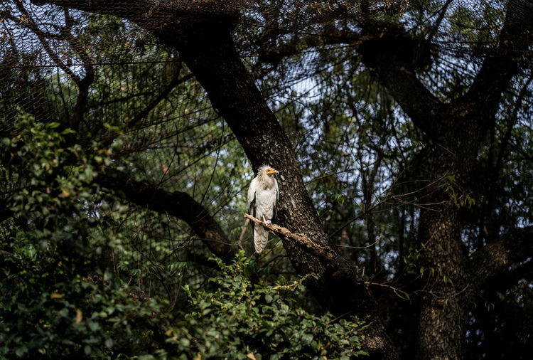 Low angle view of egyptian vulture in forest