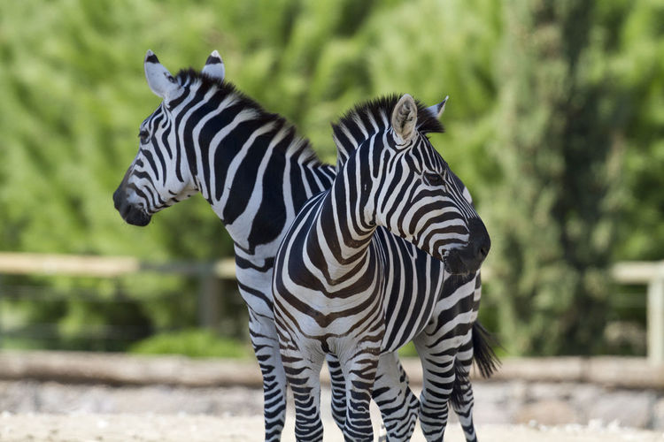 Zebras standing in a zoo