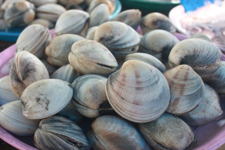 Close-up of clams in plates