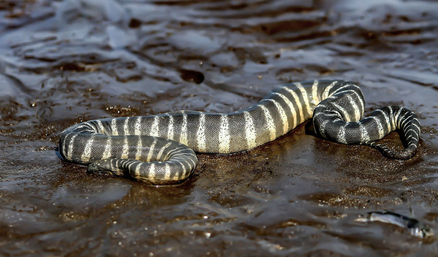 Close-up of snake on water