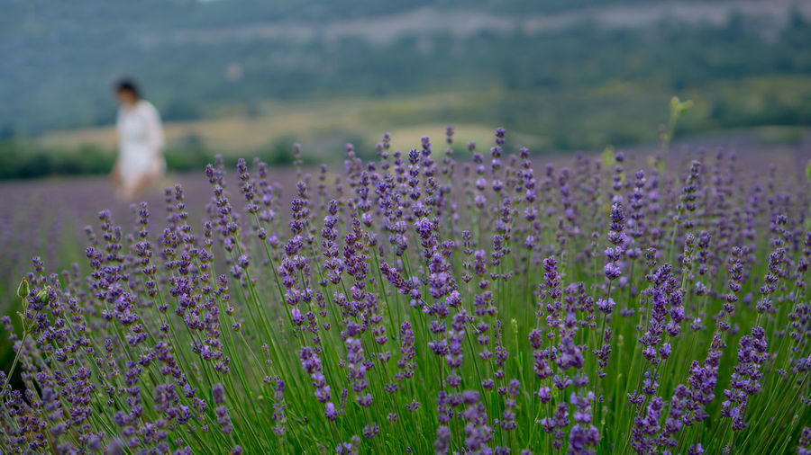 Beautiful blue petals of lavender flower blossom in row at field, selective focus and closeup photo