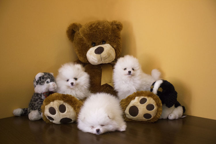 View of a stuffed toy