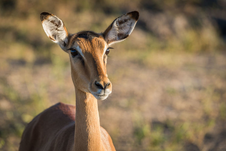 Close-up of impala standing in forest