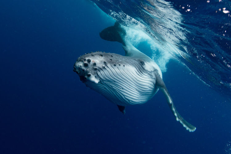 Low angle view of whale swimming in sea