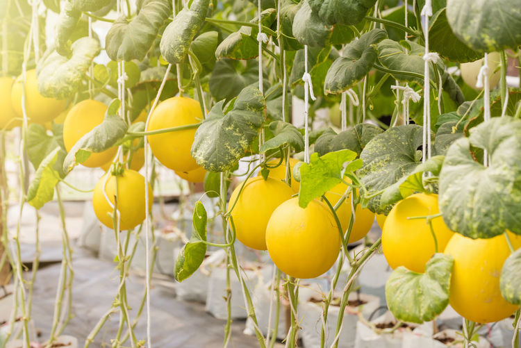 Close-up of golden honeydew melons hanging on plant