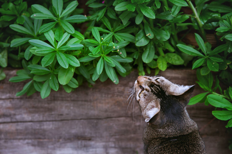 High angle view of cat by plants