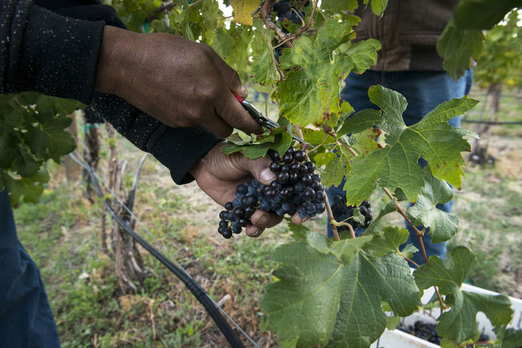 Man cutting grapes in farm