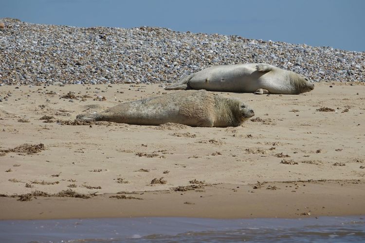 High angle view of sea lion on beach