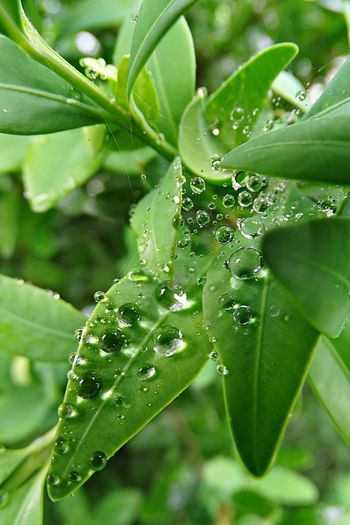 Close-up of wet plant leaves during rainy season