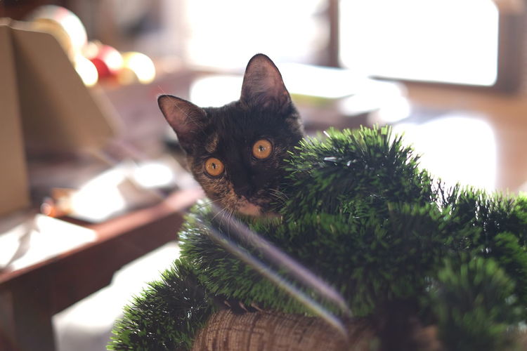 Close-up of kitten covered with tinsel on seat