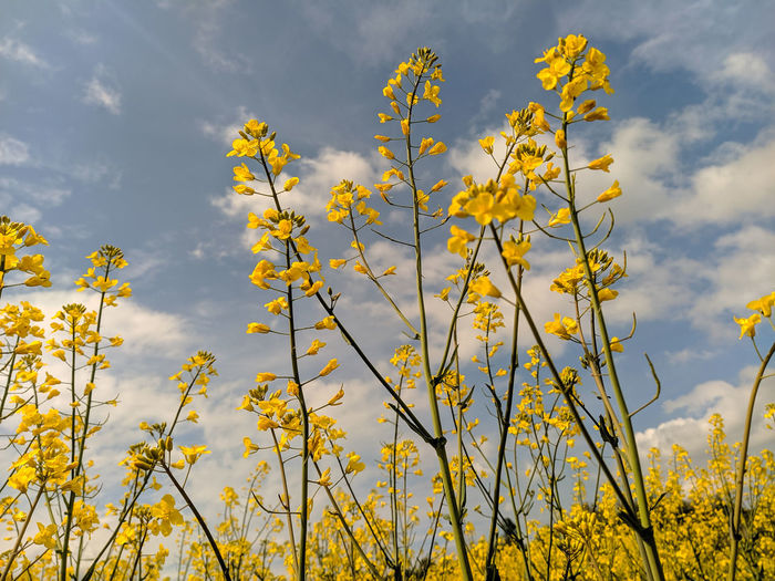 Oilseed yellow flowers against cloudy sky.