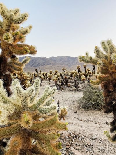 View of cactus in desert against sky