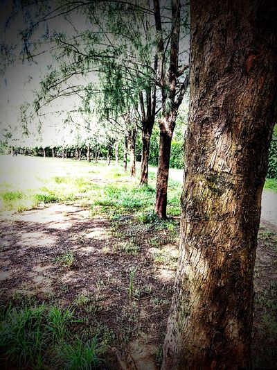 Trees growing in field