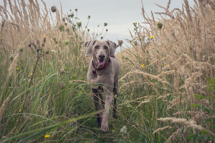 Portrait of weimaraner walking on grassy field