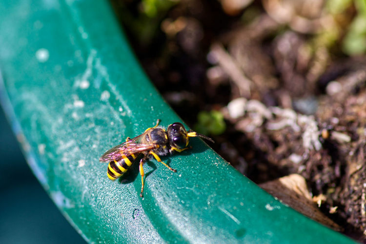 Close-up of wasp