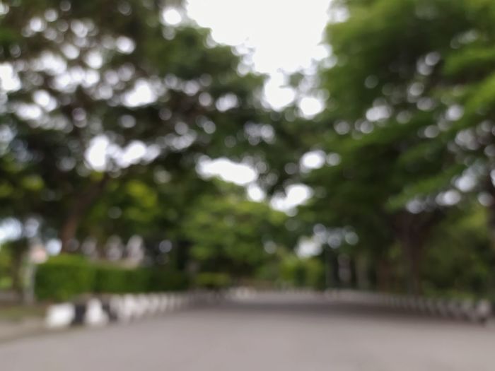 Defocused image of trees and plants in park