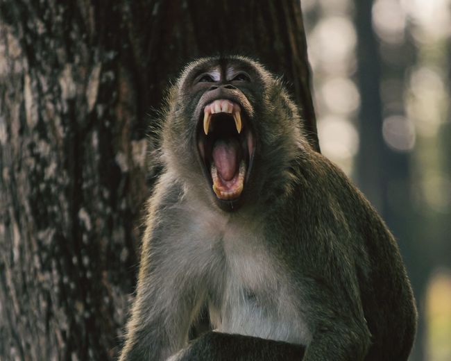 Close-up of monkey with open mouth against tree
