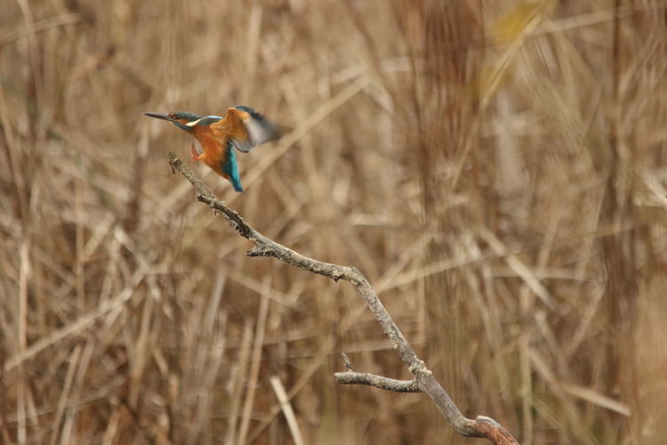 Kingfisher landing on a branch