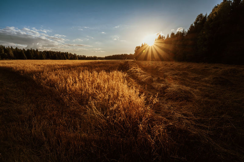 An oat field in the setting sun near jessheim, norway. 