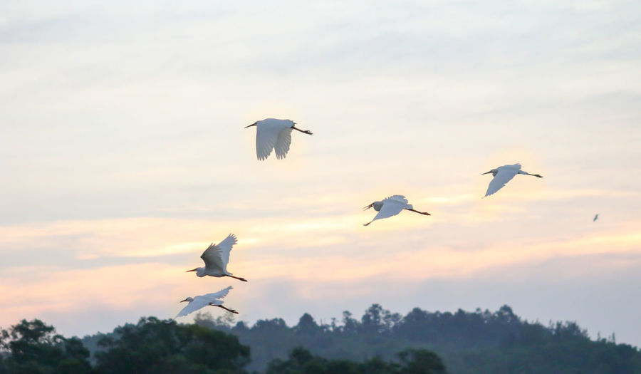 Low angle view of seagulls flying in sky