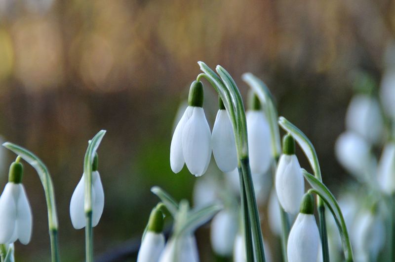 Close-up of snowdrops