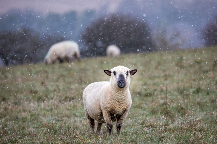 A sheep looking at the camera with snow falling around