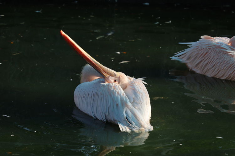 Close up of a white pelican pose in the water lank in india