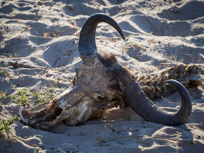 Close-up of skull of african buffalo on sand at chobe national park, botswana