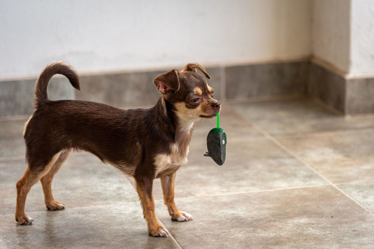 Cute little brown chihuahua dog playing and having fun with a mouse toy