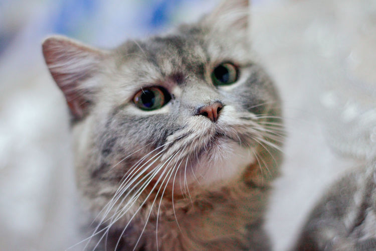 Close-up of cat