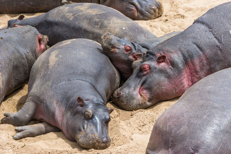 Large group of hippopotamus lying down