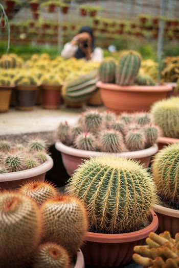 Close-up of succulent plants in greenhouse