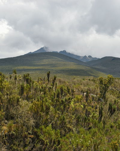 High altitude moorland against the background of mawenzi peak, mount kilimanjaro, tanzania