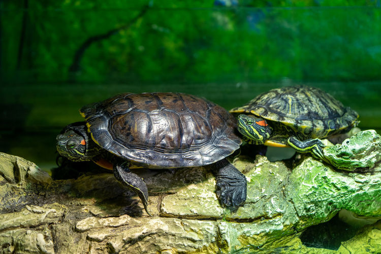 Close-up of turtle on rock
