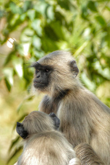 Close-up of gibbon mother with baby
