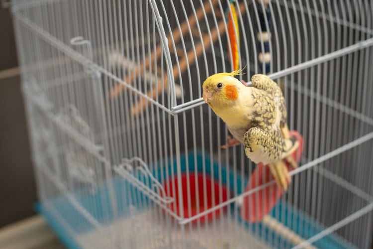 Young cockatiel pet sitting and looking on his cage at home