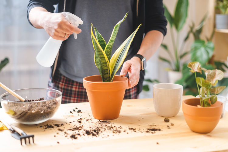 Man gardeners watering, spray plant in ceramic pots on  table. home gardening, love of houseplants 