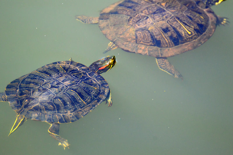 High angle view of turtle in a lake