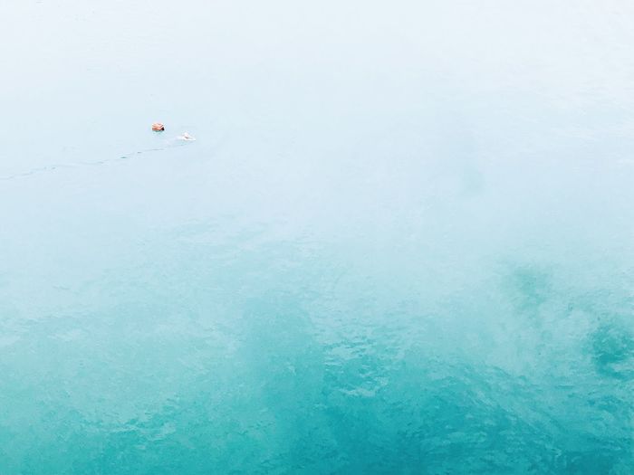 High angle view of jellyfish swimming in sea