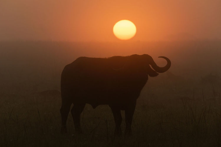 Cape buffalo silhouetted before misty rising sun